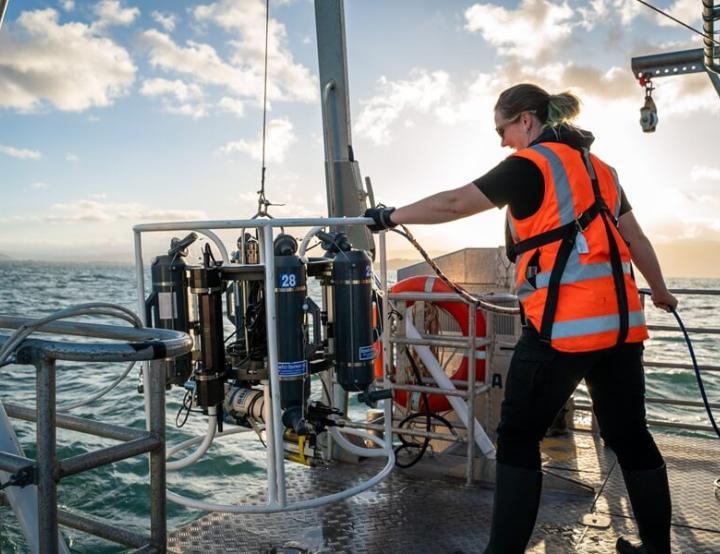 Las especies más afectadas por el fondeo de los barcos son las de crecimiento lento y sésiles, es decir, fijas en un lugar.