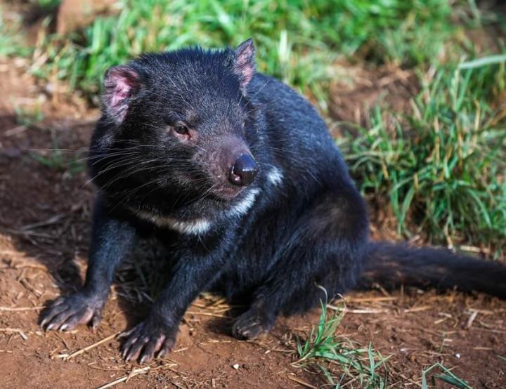 Imagen de uno de los demonios de Tasmania introducidos en Australia.