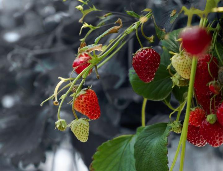 El objetivo del proyecto es alargar la vida útil de las fresas y reducir el desperdicio alimentario.