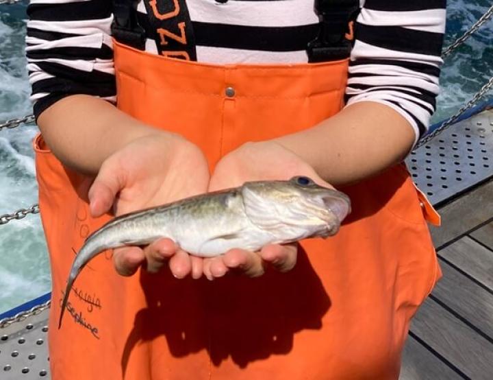 El potencial de crecimiento del bacalao del Báltico se ha reducido un 48% en la longitud máxima de la población en solo 25 años.