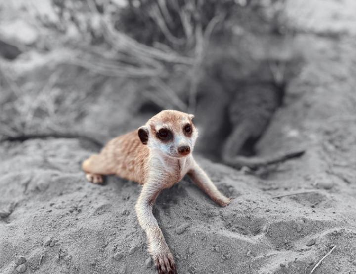 Imagen de un suricata (Suricata suricatta), especie analizada en el estudio. 
