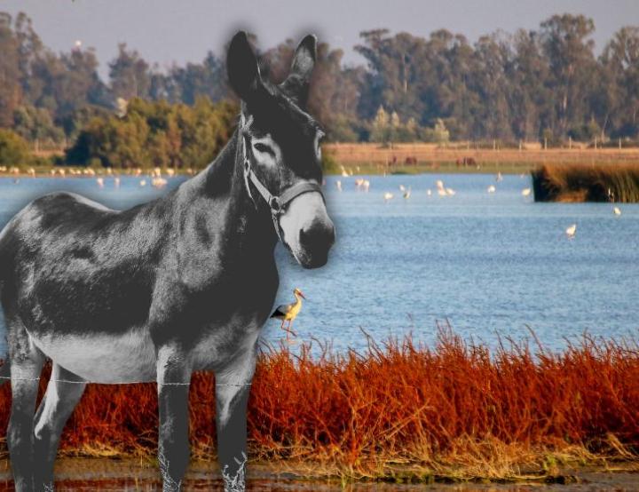 Los Burros Bomberos, aliados naturales en la prevención de incendios forestales, patrullan zonas de difícil acceso.