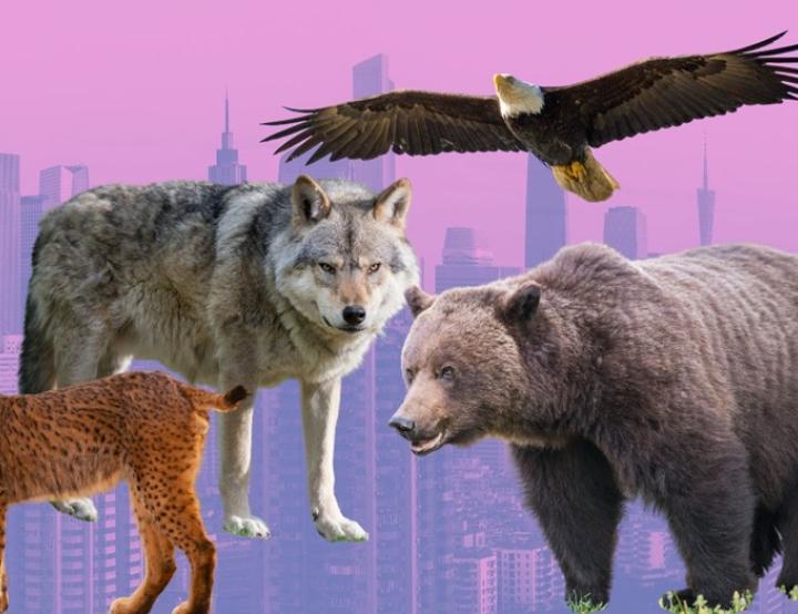 Los expertos afirman que la conservación de los carnívoros no puede limitarse solo a las tierras de conservación.