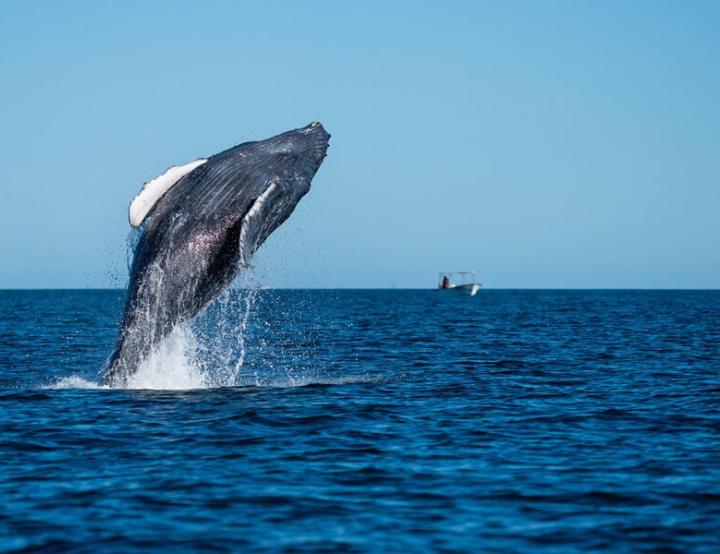 El rorcual de Rice, una especie de ballena descubierta recientemente como distinta del rorcual de Bryde, es endémico del Golfo de México y se encuentra en una situación crítica.