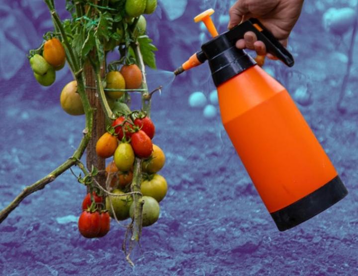 Aplicación foliar del nuevo compuesto iCB en cultivos de tomate para mejorar su resistencia al estrés hídrico.