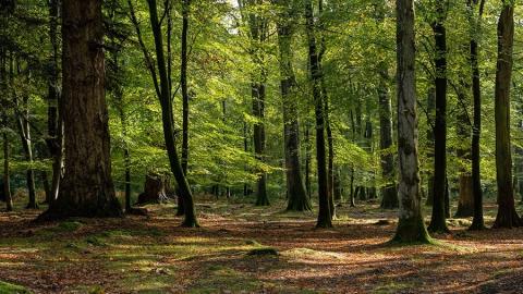 Los bosques europeos han aumentado un 25% desde los años 90 como consecuencia del cambio climático y una fuerte reforestación tras la Segunda Guerra Mundial.