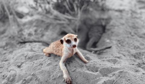 Imagen de un suricata (Suricata suricatta), especie analizada en el estudio.
