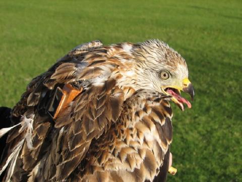 Imagen de milano real marcado en el Programa Migra (Foto de Javier de la Puente)