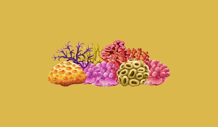 El objetivo es aumentar significativamente los volúmenes de reproducción de corales en condiciones controladas. El objetivo es aumentar significativamente los volúmenes de reproducción de corales en condiciones controladas.
