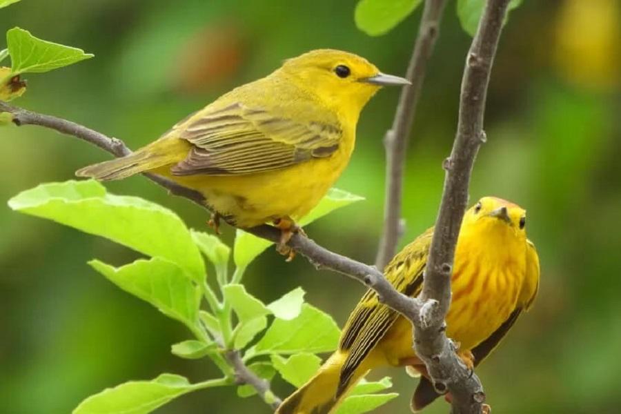 Los investigadores midieron el canto de las currucas amarillas, que generalmente se usa para protegerse de los intrusos, y los comportamientos físicos y agresivos, como acercarse al hablante y hacer vuelos repetidos a través de él. Los investigadores midieron el canto de las currucas amarillas, que generalmente se usa para protegerse de los intrusos, y los comportamientos físicos y agresivos, como acercarse al hablante y hacer vuelos repetidos a través de él.