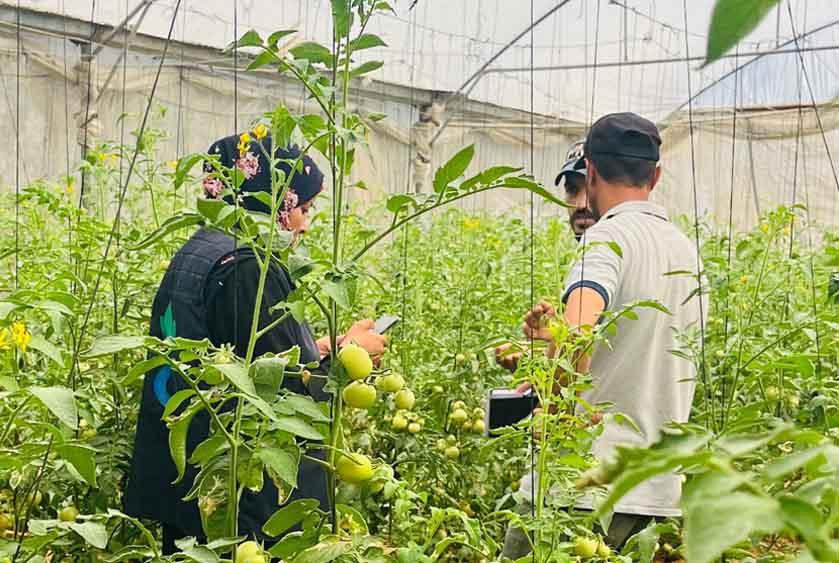 El 57% de los campos de cultivo de Gaza han sufrido un deterioro por el conflicto. El 57% de los campos de cultivo de Gaza han sufrido un deterioro por el conflicto.