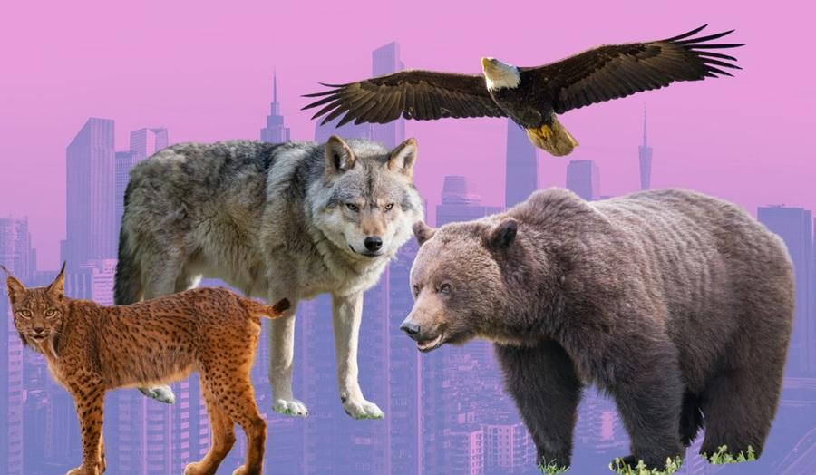 Los expertos afirman que la conservación de los carnívoros no puede limitarse solo a las tierras de conservación. Los expertos afirman que la conservación de los carnívoros no puede limitarse solo a las tierras de conservación.