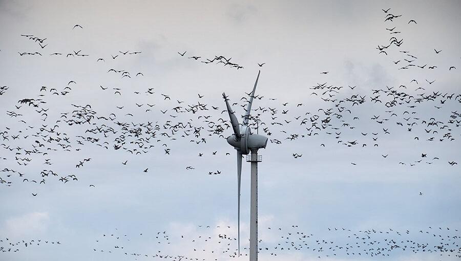 Las demarcaciones marinas noratlántica y la canaria son las que presentan un mayor riesgo para las aves marinas. Las demarcaciones marinas noratlántica y la canaria son las que presentan un mayor riesgo para las aves marinas.