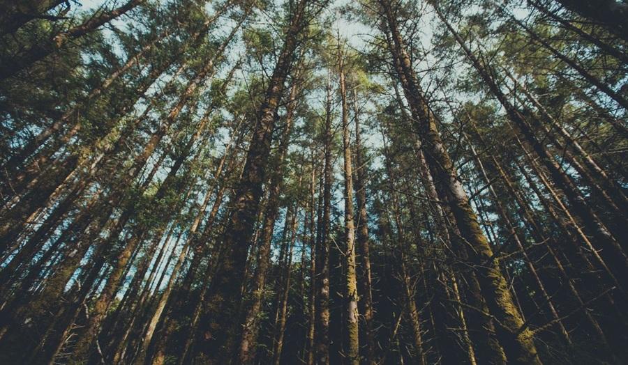 La protección de los ecosistemas forestales, una demanda creciente de la ciudadanía global.