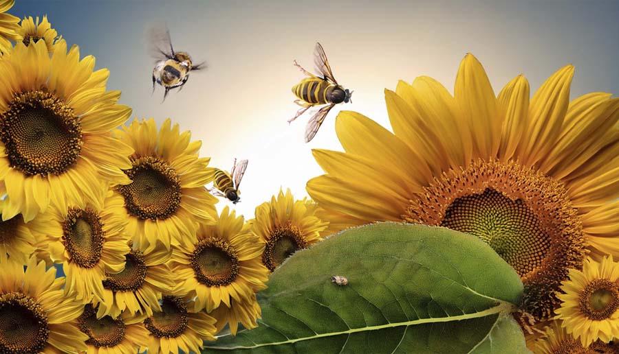 El número de abejas en la n-ésima generación coincide con el n-ésimo número de Fibonacci. El número de abejas en la n-ésima generación coincide con el n-ésimo número de Fibonacci.