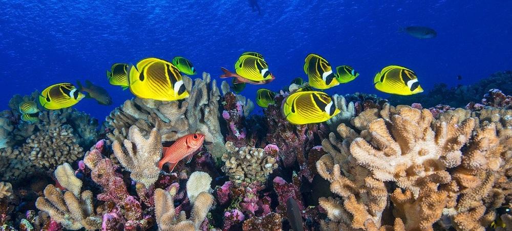 Los arrecifes coralíferos están muriendo a causa del cambio climático, el exceso de pesca y el turismo insostenibles