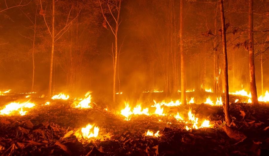 La proporción de fuegos que superan las 500 hectáreas ha aumentado y, con ellos, el riesgo para personas, ecosistemas y poblaciones. La proporción de fuegos que superan las 500 hectáreas ha aumentado y, con ellos, el riesgo para personas, ecosistemas y poblaciones.