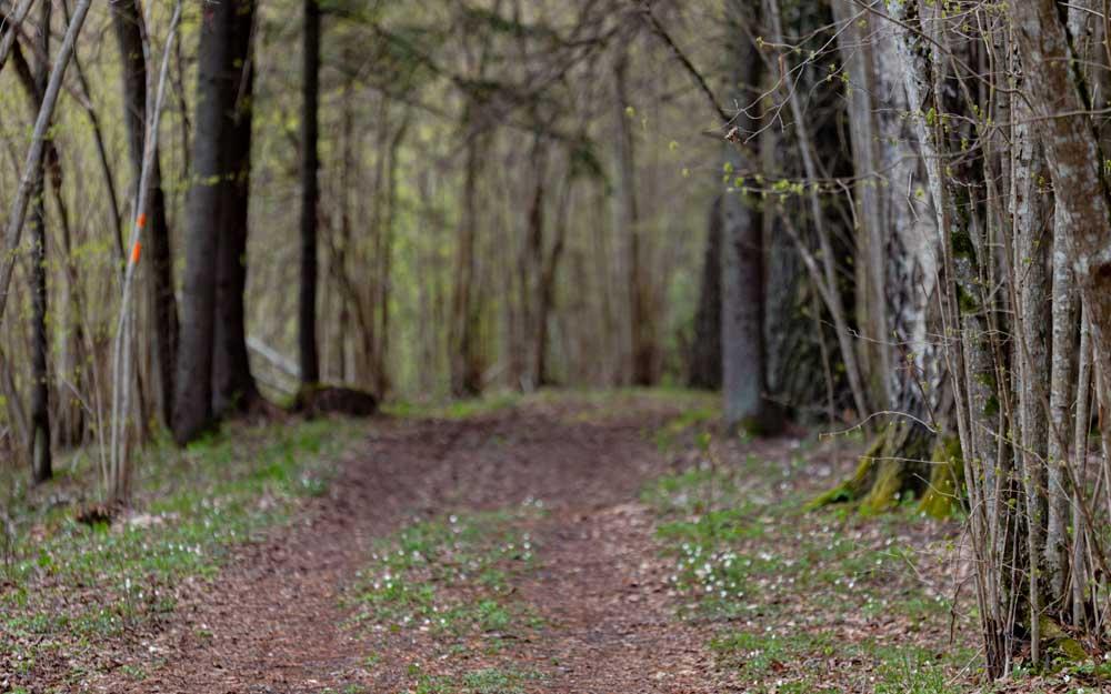 El Bosque Fundación Naturgy regenerará un área de 7 hectáreas afectadas por un incendio en 2019.