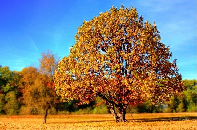 Hay especies de árboles que pueden absorber hasta cincuenta toneladas de dióxido de carbono al año